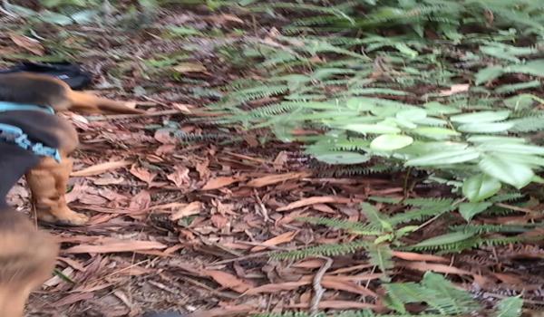 三角洲行动寻血猎犬教程(《三角洲行动》寻血猎犬教学视频) 三角洲行动寻血猎犬教程(《三角洲行动》寻血猎犬教学视频)