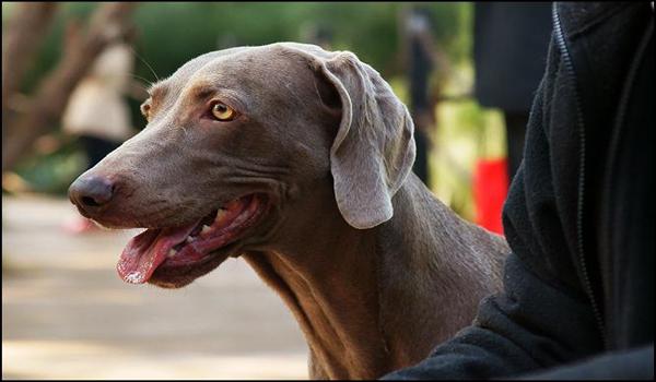 三角洲寻血猎犬会锁头吗(三角洲寻血猎犬锁头挂多少钱?) 三角洲寻血猎犬会锁头吗(三角洲寻血猎犬锁头挂多少钱?)