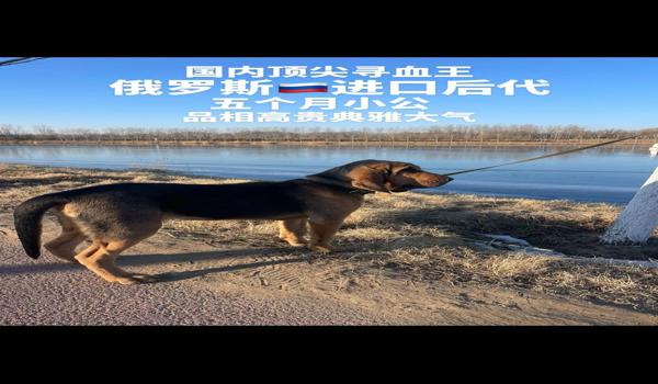 三角洲行动寻血猎犬怎么使用(《三角洲行动》寻血猎犬的最佳搭配是什么?) 三角洲行动寻血猎犬怎么使用(《三角洲行动》寻血猎犬的最佳搭配是什么?)